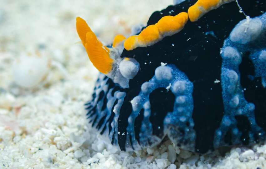 deluxetravelclub_mauritius luksusowe wakacje-12_9.jpg